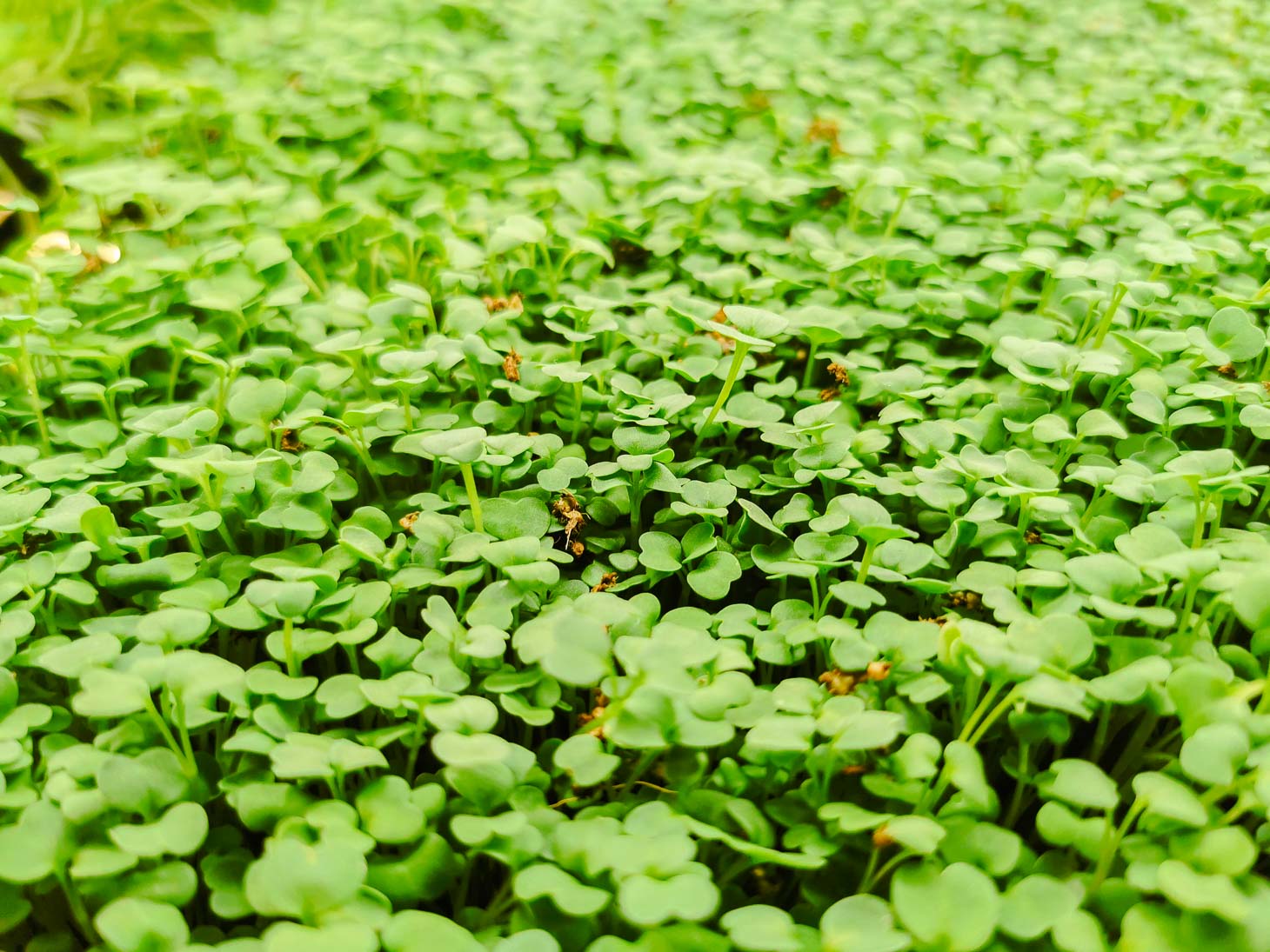 Rucola
