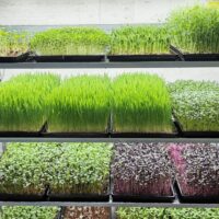 UnserE MiCrogREENS